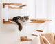 DIY Cat Wall Furniture: A Guide to Creating Vertical Play Spaces for Cats