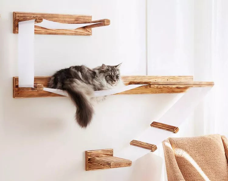 Cat Ramps On Walls
